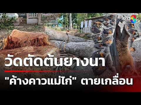 Temple Cuts Ancient Yang Na Tree, Dozens of Fruit Bats Die