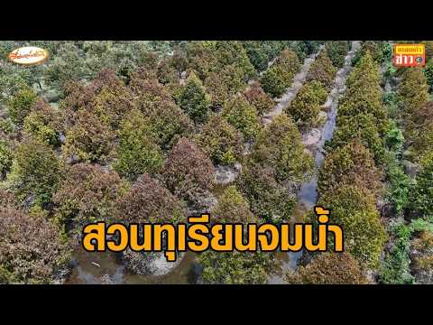 Eastern Thailand Durian Farmers Slam Government After Devastating Floods