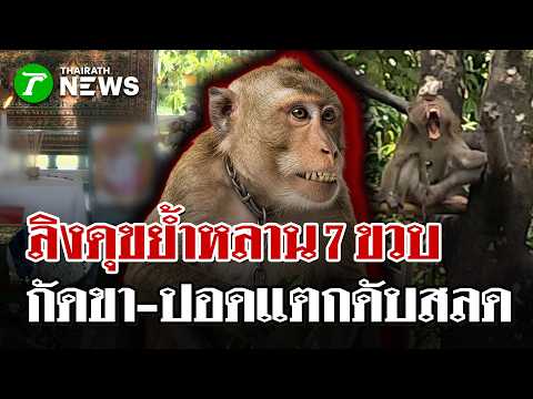 Monkey Attack Kills 7-Year-Old Boy in Thailand