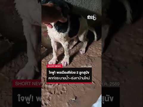 Good Samaritan Rescues Two Puppies from Drainage Pipe