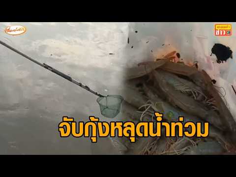 Floods in Chachoengsao Cause Massive Shrimp Farm Losses