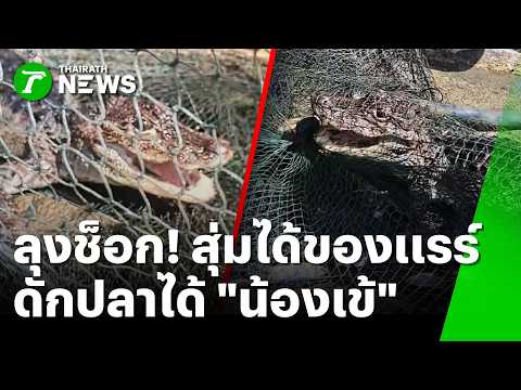 Baby Crocodile Found in Garden Trap and Other Oddities